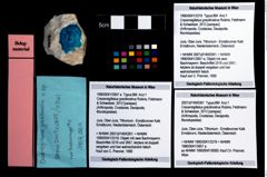 Foto (Objekt + Etikett) von Cracensigillatus gracilirostrus (Robins, Feldmann & Schweitzer, 2013)  (NHMW-GEO-1990-0041-3319)